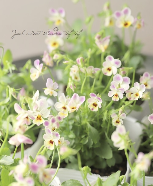 DA　小輪ビオラ ◇極小輪ビオラ 『子にゃんこビオラ』 | すべての商品 | | Junk sweet