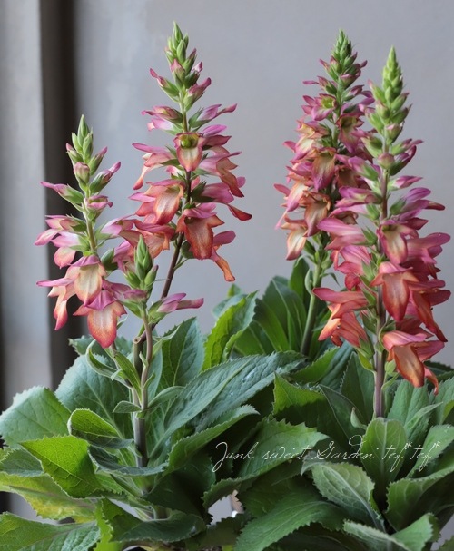 �������ꥹ���إ���ߥ͡�����󡦥ե쥤���