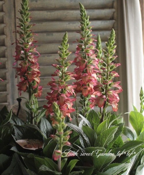 �������ꥹ���إ���ߥ͡�����󡦥ե쥤���