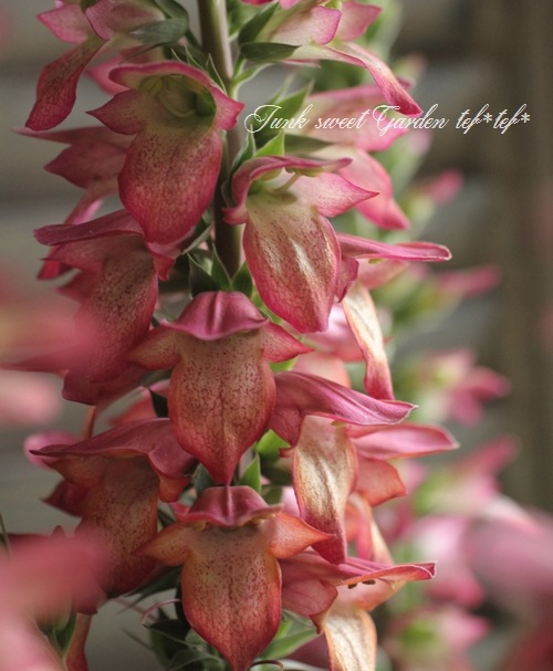 �������ꥹ���إ���ߥ͡�����󡦥ե쥤���