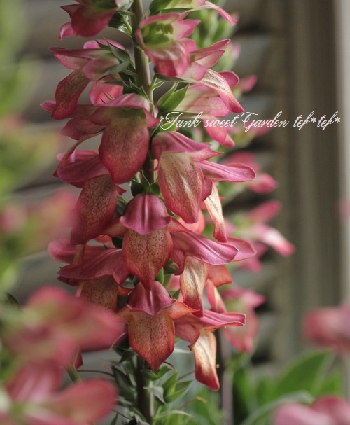 �������ꥹ���إ���ߥ͡�����󡦥ե쥤���