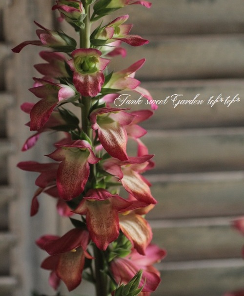 �������ꥹ���إ���ߥ͡�����󡦥ե쥤���