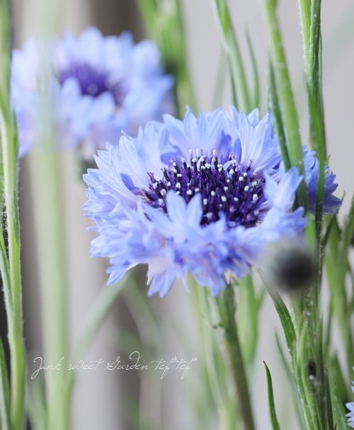 セントーレア (矢車草) 『クラシックブルー』 植え込み用 | すべての