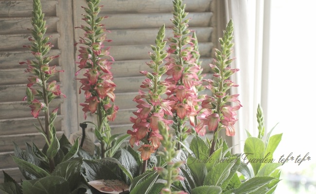 �������ꥹ���إ���ߥ͡�����󡦥ե쥤���