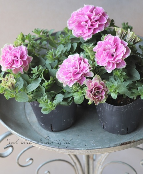 専用　ブライダルベール　ケイトウ　八重咲ペチュニア　クレイフラワー 専用 ブライダルベール ケイトウ 八重咲ペチュニア クレイフラワー