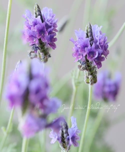 レースラベンダー 『スパニッシュアイ』 | すべての商品 | | Junk