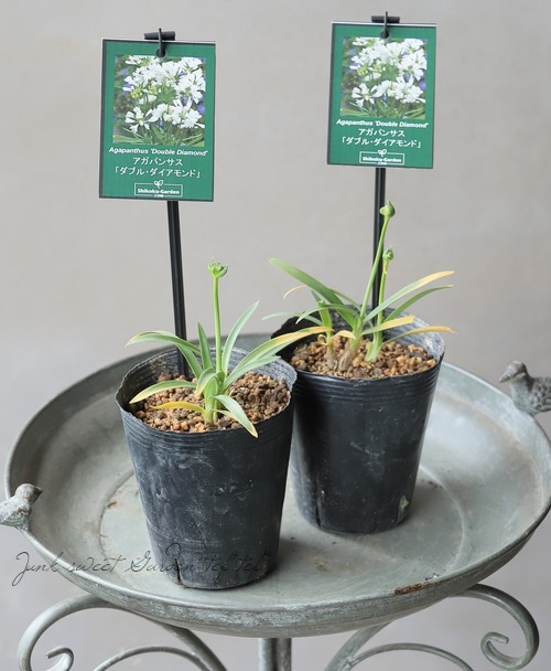 アガパンサス ブリッツプレステージ ダブルダイヤモンド ブルーサンダーset苗Ｄ 楽天市場】 花品種別検索 > ア行 > ア > アガパンサス Agapanthus : Ivy