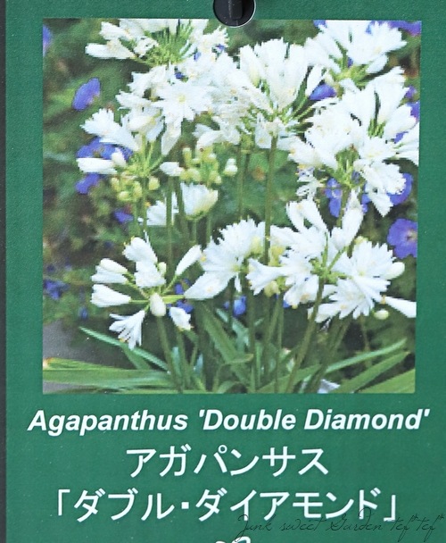 アガパンサス ブリッツプレステージ ダブルダイヤモンド ブルーサンダーset苗Ｄ 楽天市場】アガパンサス 品種（ガーデニング・農業｜花・ガーデン・DIY