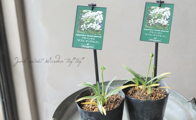 八重咲きアガパンサス 『ダブルダイヤモンド』 小型のコンパクト品種
