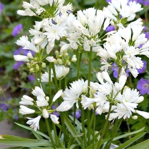 4_000000022319.jpg?1752021246