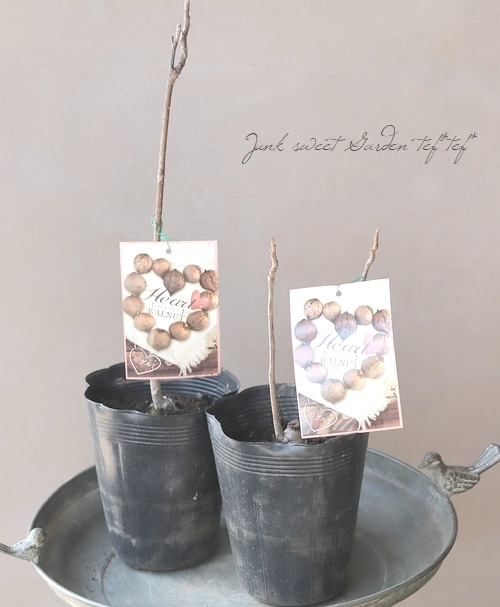 姫クルミの苗　2本　匿名配送 姫クルミの苗 2本 匿名配送 苗木・植木