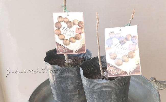 果樹】『姫グルミ』 | 花苗 | | Junk sweet Garden tef*tef*