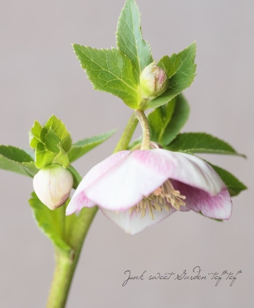 大和園】 クリスマスローズ 『パステリッシュストレイン』 2026【V