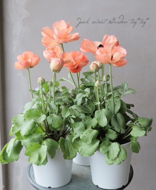 綾園芸さんのラナンキュラス 『キプロ・アプリコット』 | すべての商品