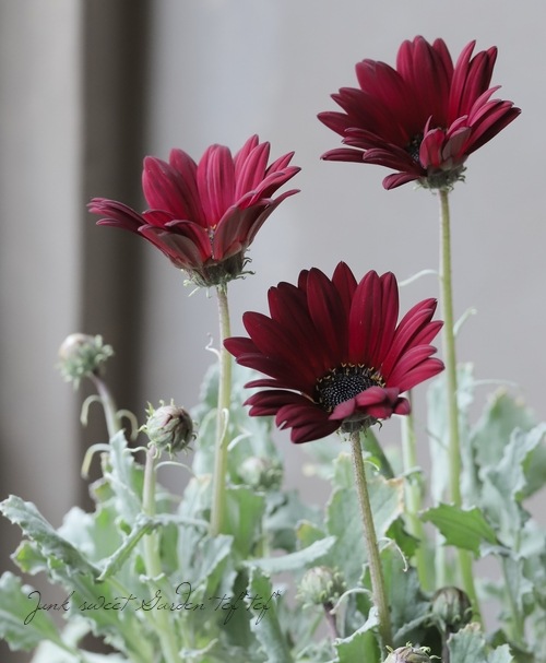 アークトチス ガーネット すべての商品 Junk Sweet Garden Tef Tef