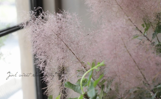 スモークツリー 『ロッソ』 けむりの木 No.13 樹高約100cm | すべての