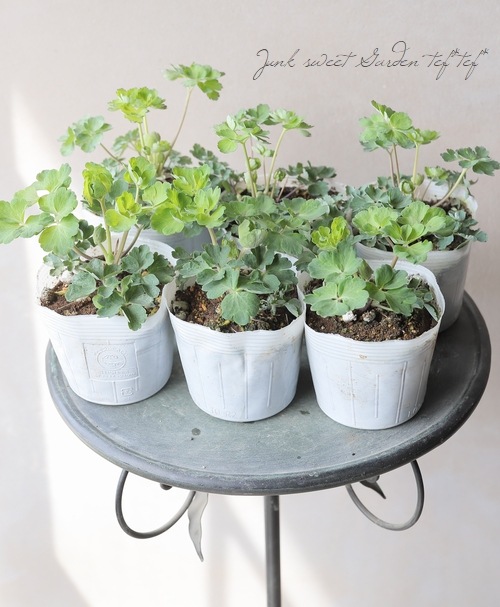 西洋オダマキ・ウィンキー 『ダブルローズ＆ホワイト』 | すべての商品