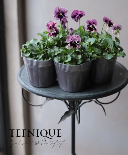 LUXURY SELECTION】tef*tef*オリジナル パンジー『オールドクラシカル