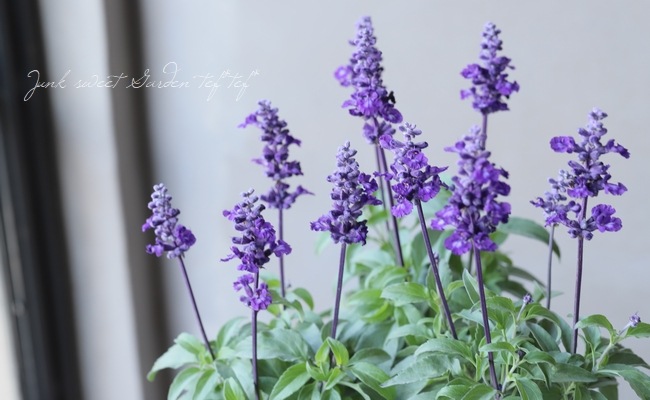 宿根サルビア アトランティック バイオレット Flower Species サルビア Junk Sweet Garden Tef Tef