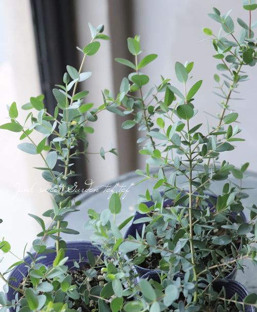 ユーカリ パルブラ 小葉 3 5寸苗 すべての商品 Junk Sweet Garden Tef Tef