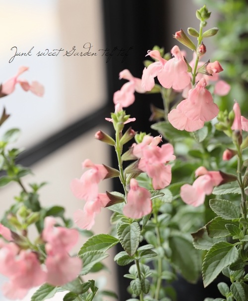 宿根サルビア 『サーモンダンス』 チェリーセージ | すべての商品