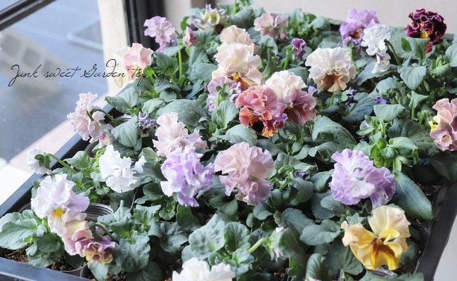 �ե��ѥ󥸡����إѥ��ǥ��졼�̡١��饤�ȡ��饤�ȥ֥��å�