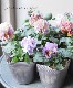 �ե��ѥ󥸡����إѥ��ǥ��졼�̡١��饤�ȡ��饤�ȥ֥��å�