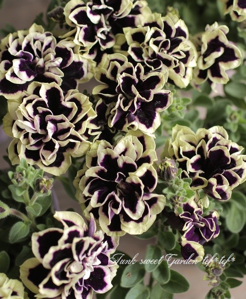 花十勝29.2kg超特大サイズ 000000000005-01.jpg?t=