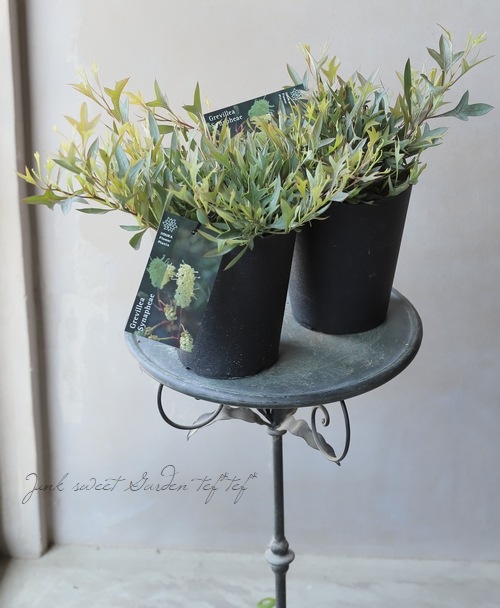 オーストラリア グレイン ヒレサイドスジ 山手線の3倍!?オーストラリア沿岸に見つかった「世界最大の単一の植物