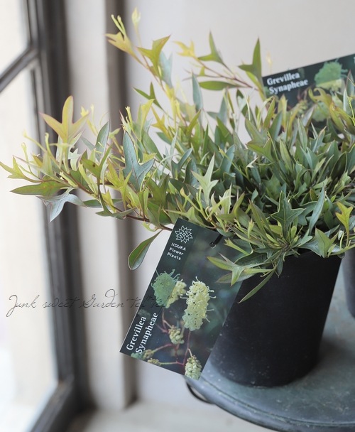 グレビレア 『シナフィエ』 オーストラリアンプランツ | すべての商品