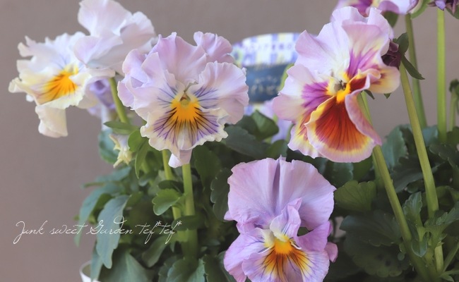 パンジー ・ムーランルージュ 『ライトビオエレッタ』 食べられる