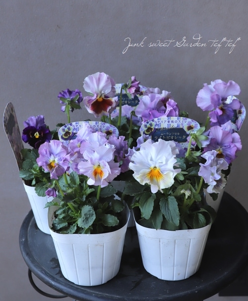 パンジー ・ムーランルージュ 『ライトビオエレッタ』 食べられる