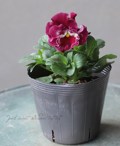 ◇フリルパンジー 花ろまん 『恋もも』 変わり咲き【ワイン】 | すべて