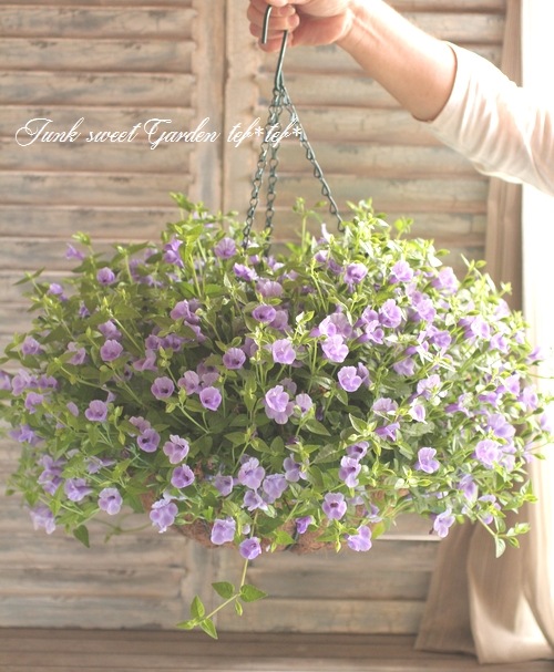 Ļ������Υȥ�˥��������꡼�ʡ��إ֥롼��С���