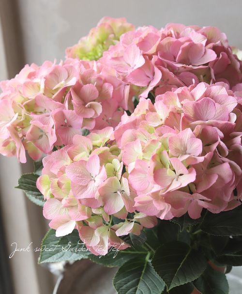 紫陽花 『シャビーシックアプリコット』 | すべての商品 | | Junk