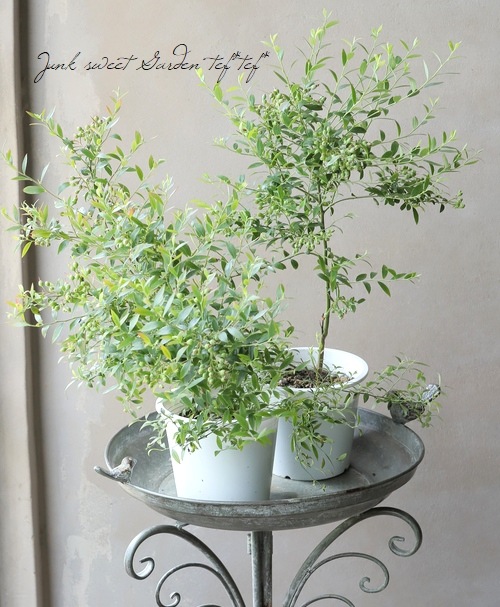 メリーソート メイプル・リーフ・パンキンヘッド 124 / 250体チーキー メリーソート メイプル・リーフ・パンキンヘッド 124 / 250体