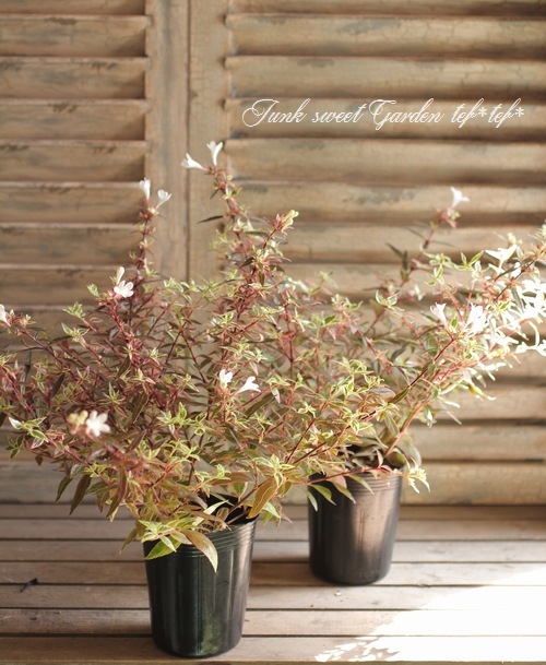 ���٥ꥢ���إ���ե��åƥ���