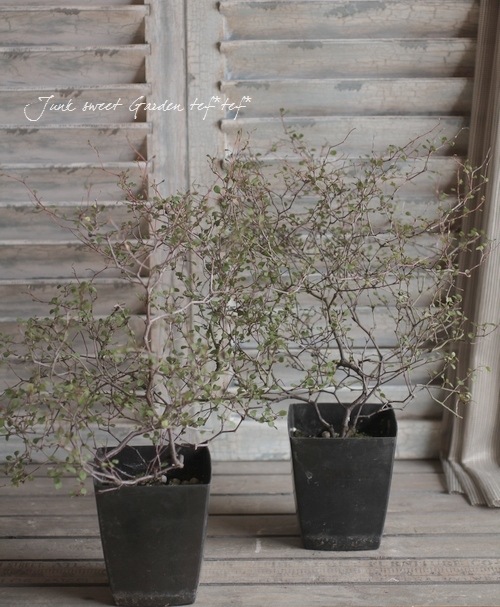 磻䡼ϡ<BR>磻䡼ץĤΥϡ<BR>45ȭ