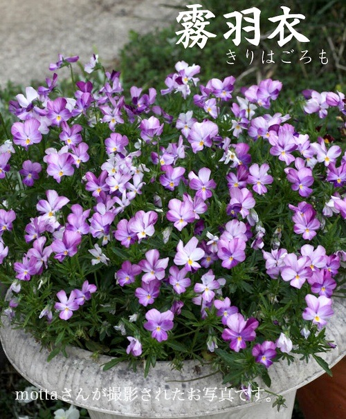 ビオラ i>Luxury Selection</i><BR><BR>零れ咲きのDNAを持つ！ビオラ<BR>motta