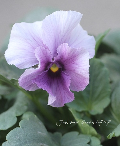 i>* Luxury Selection *</i><BR>平塚弘子さんビオラ<BR>『心音-pink