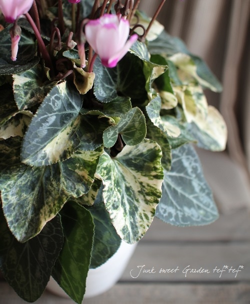 超希少！！！シクラメン<BR>斑入りミニシクラメン <BR>『ミニ