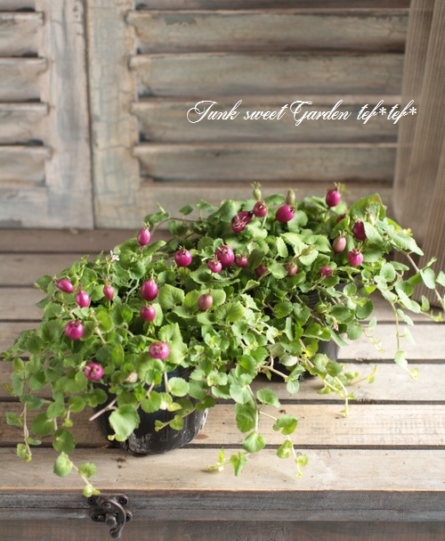 �إѡ��ץ륯���٥꡼��