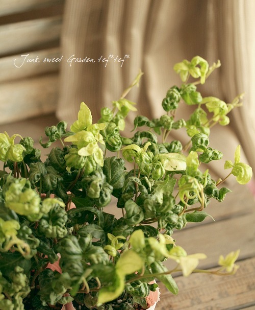 �����ݤ���Υإǥ顡�ؤ⤳�⤳��