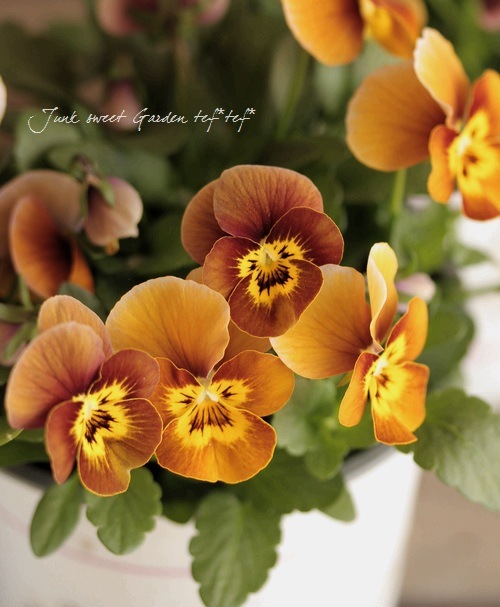 ���󥸥��󥿤���Υץ�ߥ���ӥ��顪�ǥ����������إϥˡ��ӡ���