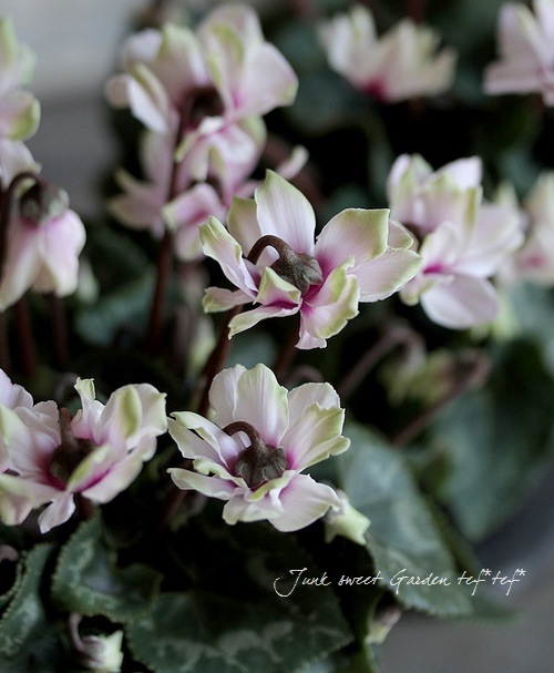 八重咲きガーデンシクラメン先がグリーン！『グリーンティアラ