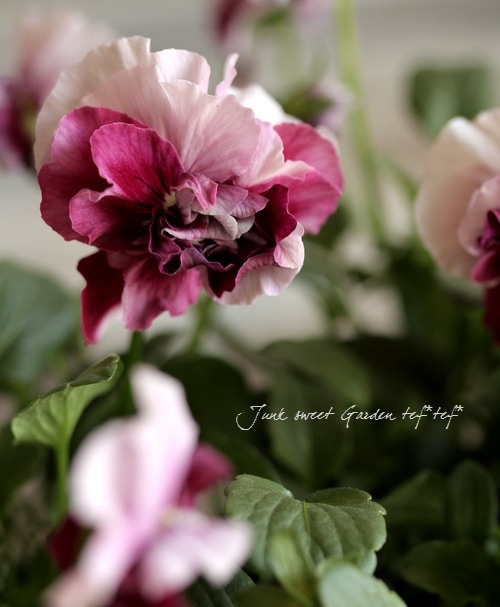 Ȭ�ź餭�ӥ���<BR>�إ��奨�ꥢ��4���ż��ݥå�