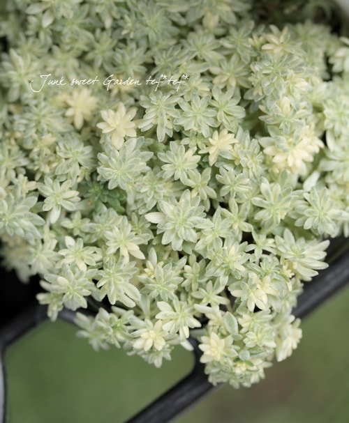 <i>Sedum</i><BR><BR>���ä��㤤�������դä�<BR>������ �إߥ륯��������