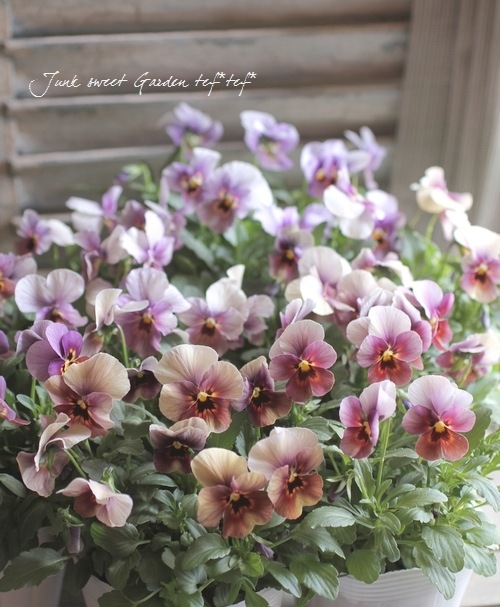 ���ӥ��顦��⤫���꡼�����ؤ֤ɤ���