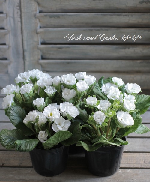 ץ ꥢ ϥ֥åȡإեå