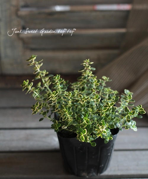 ハーブ ゴールデンレモンタイム すべての商品 Junk Sweet Garden Tef Tef